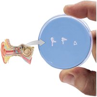 The auditory ossicles