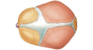 Superior view of an infant's skull