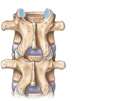 Articular facets and processes