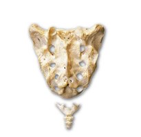 Posterior view of the sacrum and coccyx
