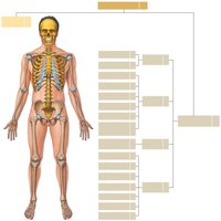 The appendicular skeleton