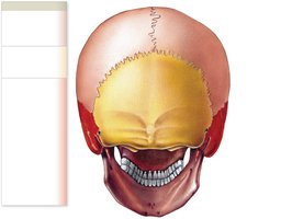 Posterior view of the skull with labeled bones and features