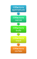 Olfactory pathway flowchart