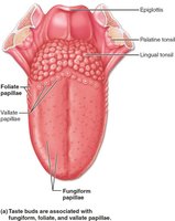 Location and structure of taste buds on the tongue