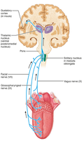 The gustatory pathway