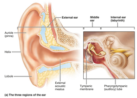 Structure of the outer ear