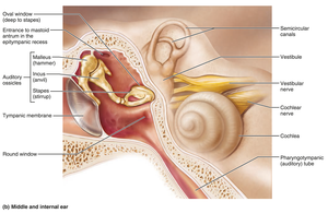 Structure of the middle ear
