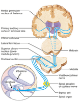 The auditory pathway