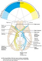 Visual pathway to the brain and visual fields