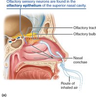 Olfactory receptors