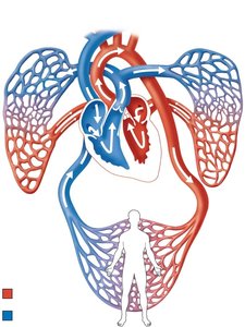 Diagram of the heart showing pulmonary and systemic circuits