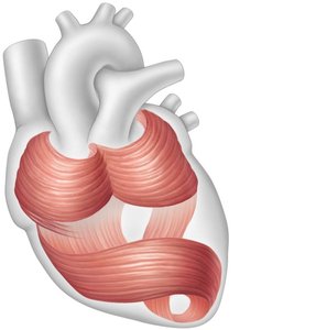 Circular and spiral arrangement of cardiac muscle bundles