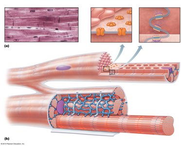 Microscopic anatomy of cardiac muscle