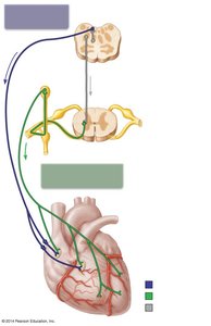 Autonomic innervation of the heart