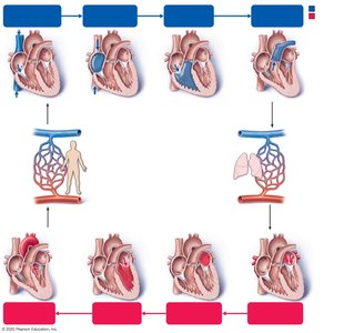 Diagram of blood flow through the heart and circuits