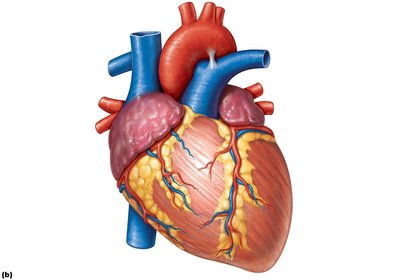 Anterior view of the heart showing major vessels and coronary arteries