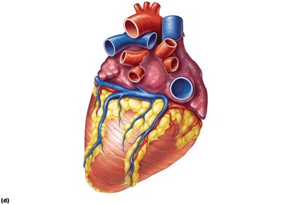 Inferior view of the heart showing major vessels and coronary arteries