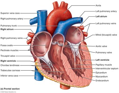 Frontal section of the heart showing internal structures and valves