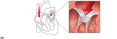 AV valves open during ventricular filling
