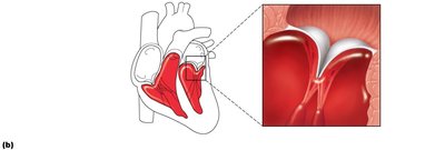 AV valves closed during ventricular contraction