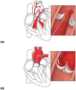 Semilunar valves open and closed during the cardiac cycle
