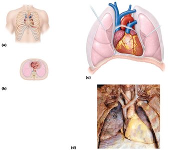 Location of the heart in the thorax
