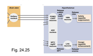 Neural pathways of appetite regulation