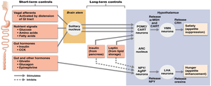 Short-term appetite regulation pathways