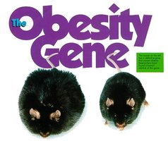 Leptin and long-term appetite regulation