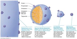 Diagram of lipoprotein structure and function