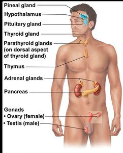 Major endocrine glands in the human body