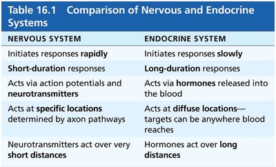 Comparison of nervous and endocrine systems