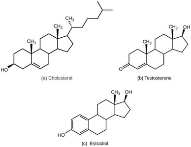 Structures of cholesterol, testosterone, and estradiol
