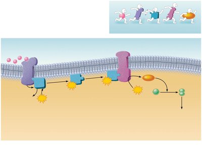 Cyclic AMP second-messenger mechanism