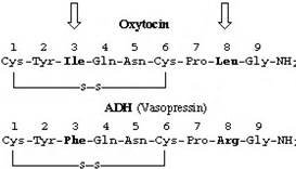 Oxytocin and ADH peptide structures