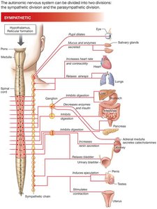 Sympathetic division anatomy