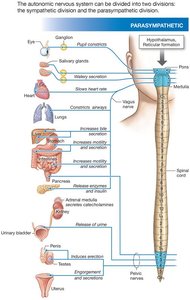 Parasympathetic division anatomy