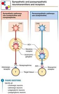 Sympathetic and parasympathetic neurotransmitters and receptors