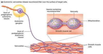 Autonomic varicosities release neurotransmitter over the surface of target cells