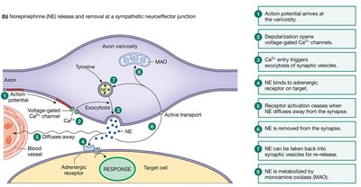Norepinephrine release and removal at a sympathetic neuroeffector junction