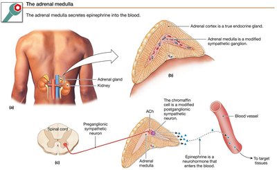 The adrenal medulla secretes epinephrine into the blood