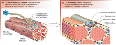 The neuromuscular junction and motor end plate