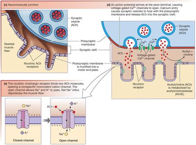 Mechanism of neurotransmitter release and receptor activation at the NMJ