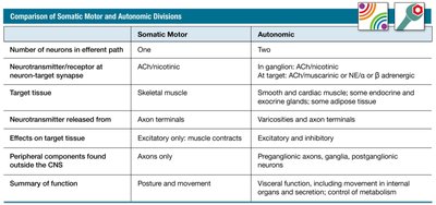 Comparison of Somatic Motor and Autonomic Divisions