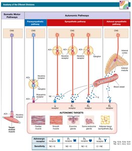 Anatomy of the efferent divisions