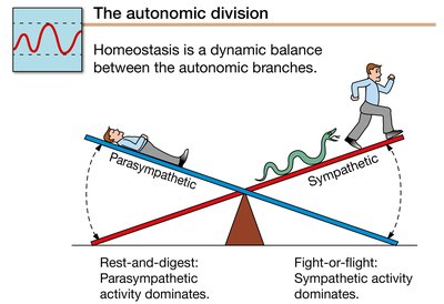 Homeostasis is a dynamic balance between the autonomic branches