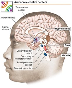Autonomic control centers in the brain
