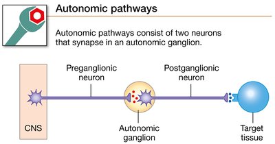 Autonomic pathways consist of two neurons that synapse in an autonomic ganglion