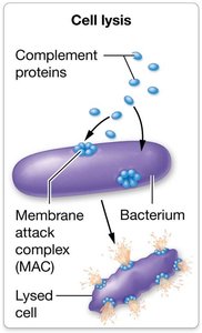 Complement System Immunity Lysis Anatomy & Physiology Study Guide: Lymphatic System & Immunity | Notes