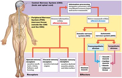 Diagram of nervous system organization